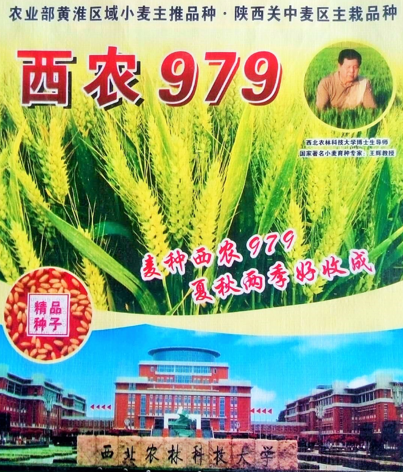 西農(nóng)979